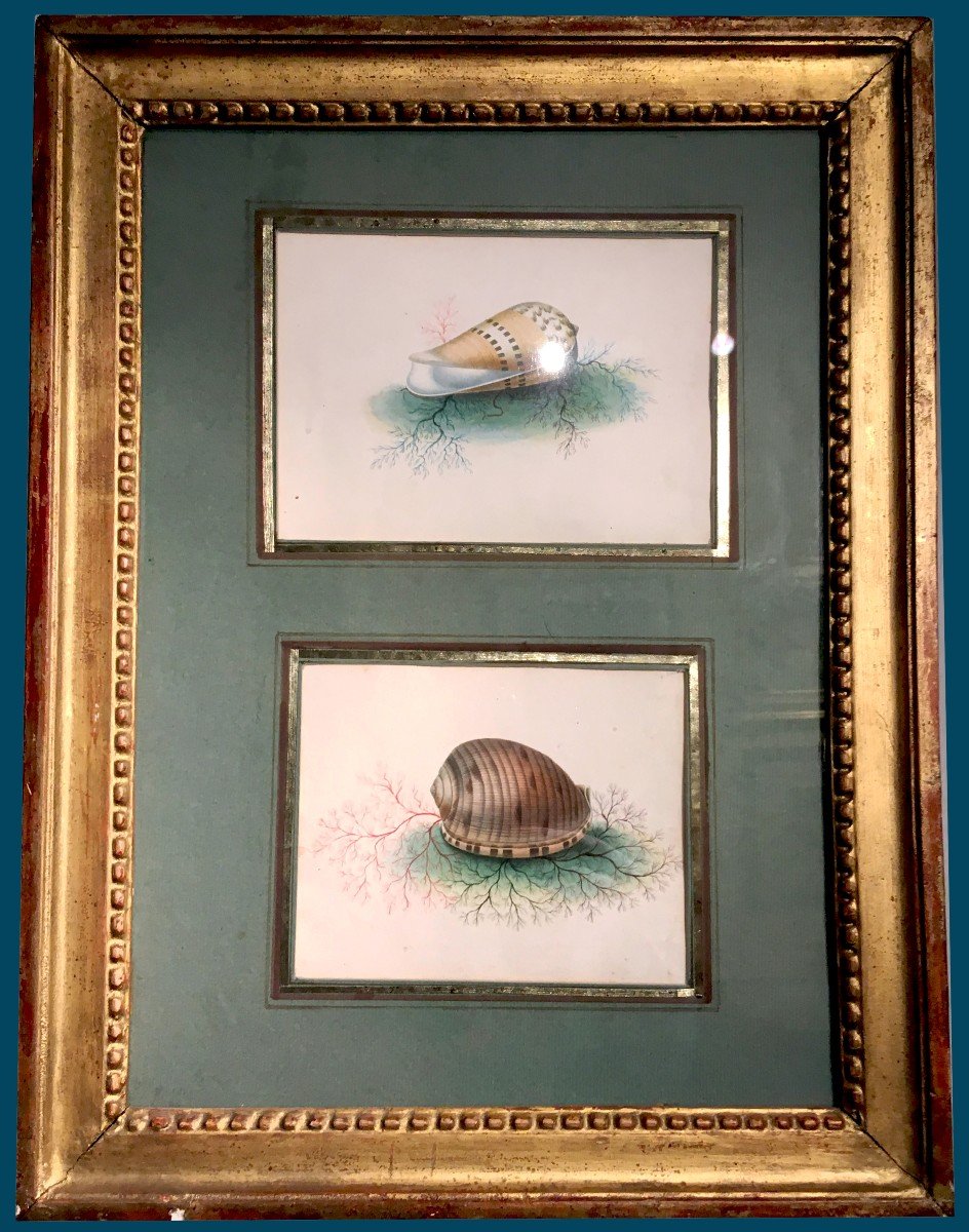 French School 19th Century-circa 1830 "shells" 2 Watercolors In 1 Same Montage, Late 18th Century Frame