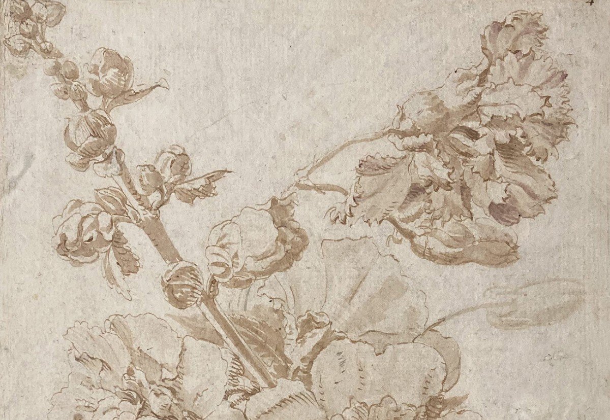 Monnoyer Antoine (1671-1747) Attr To "study Of Flowers" Drawing/pen, Brown Wash, Provenance/stamp-photo-2