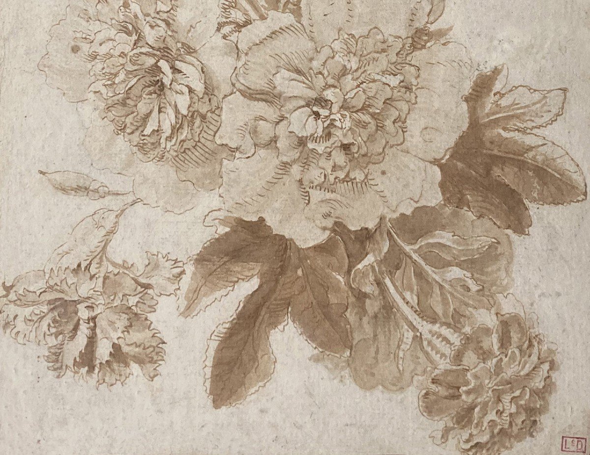 Monnoyer Antoine (1671-1747) Attr To "study Of Flowers" Drawing/pen, Brown Wash, Provenance/stamp-photo-3