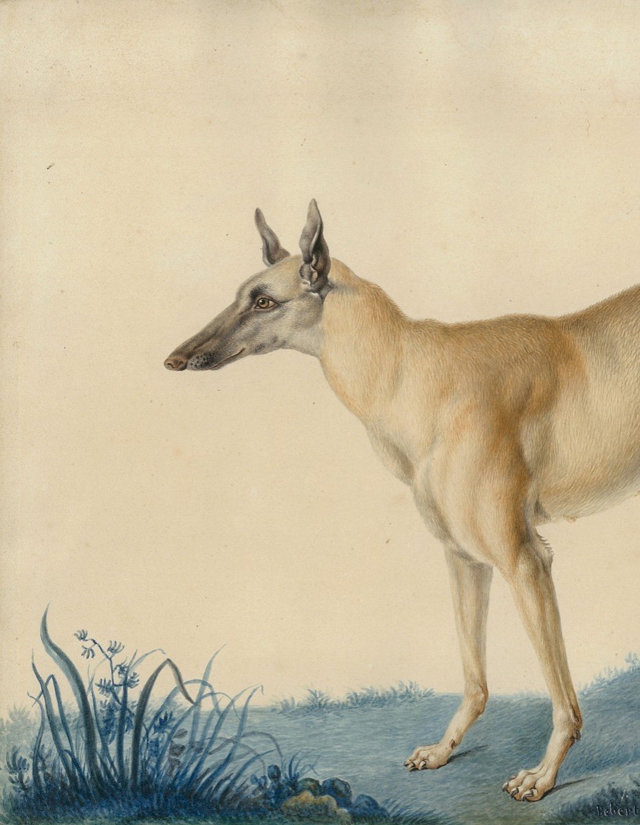 Huet Nicolas II The Younger (1770-1830) Attributed To "a Greyhound" Watercolor, Annotated, Dated, Frame 19th-photo-2