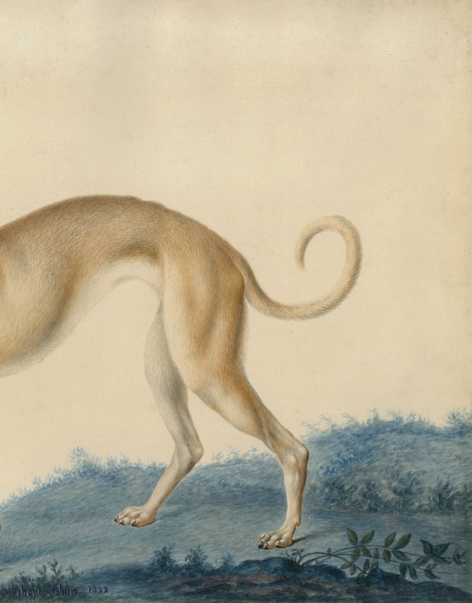 Huet Nicolas II The Younger (1770-1830) Attributed To "a Greyhound" Watercolor, Annotated, Dated, Frame 19th-photo-3