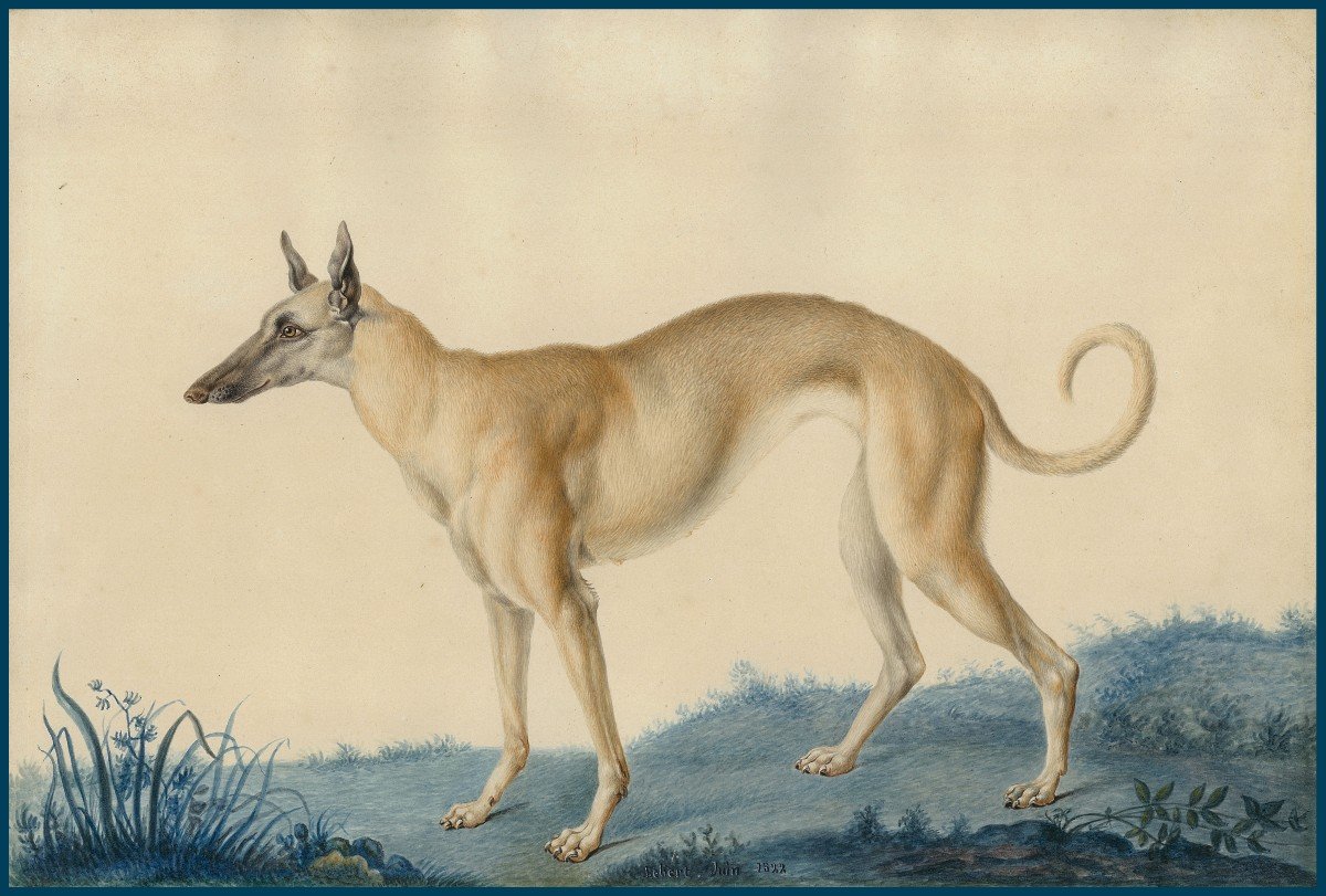 Huet Nicolas II The Younger (1770-1830) Attributed To "a Greyhound" Watercolor, Annotated, Dated, Frame 19th