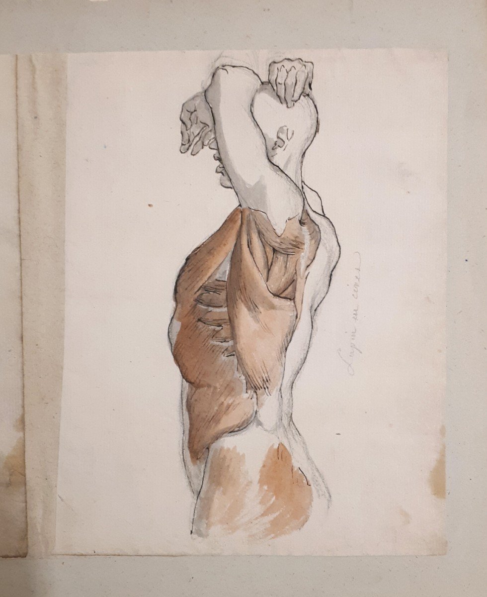 Gaillot Bernard (1780-1847) "anatomical Studies Of Torso And Back" 2 Drawings/pen, Gray Wash, Red Chalk-photo-2