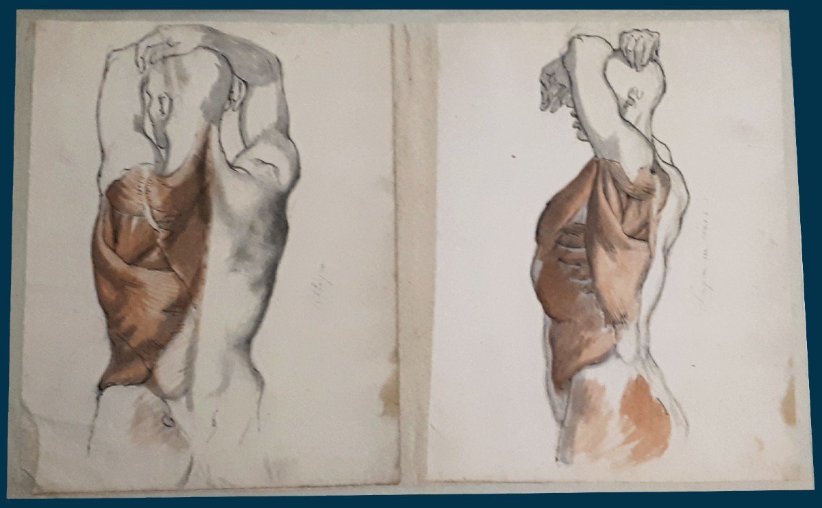 Gaillot Bernard (1780-1847) "anatomical Studies Of Torso And Back" 2 Drawings/pen, Gray Wash, Red Chalk-photo-3