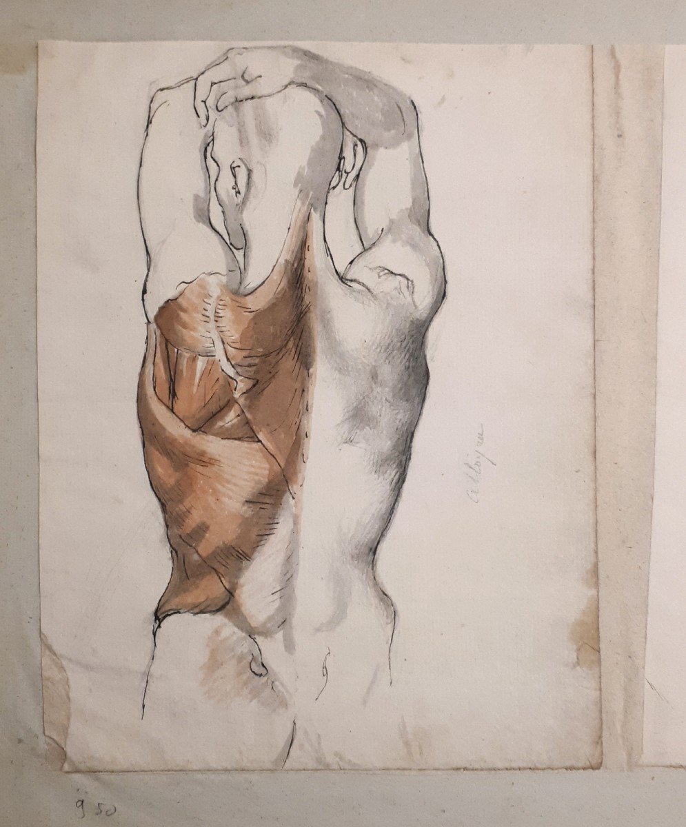 Gaillot Bernard (1780-1847) "anatomical Studies Of Torso And Back" 2 Drawings/pen, Gray Wash, Red Chalk