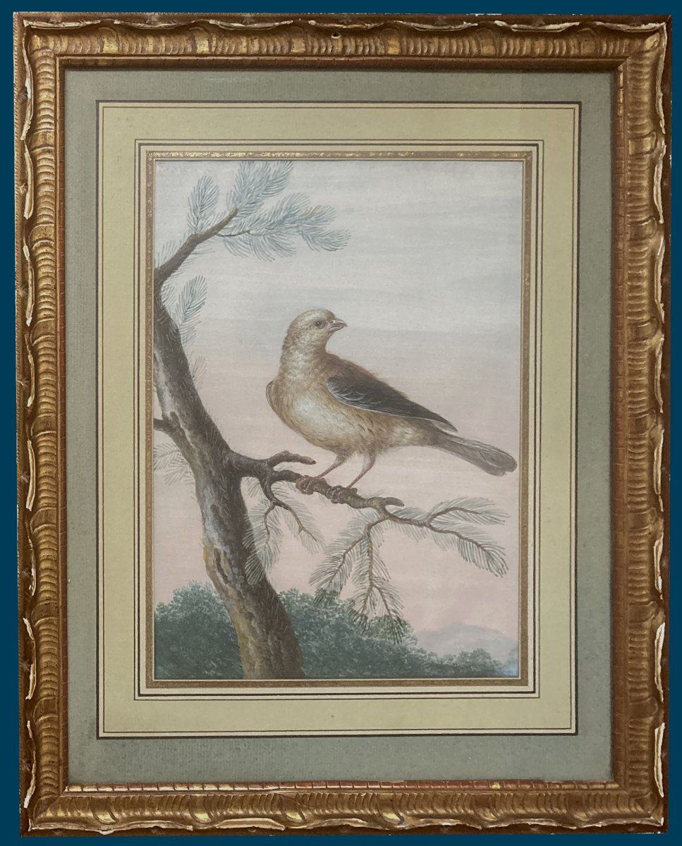 Agricola Christoph Ludwig (1667-1719) "bird On A Branch" Gouache On Vellum, 19th Century Frame-photo-2