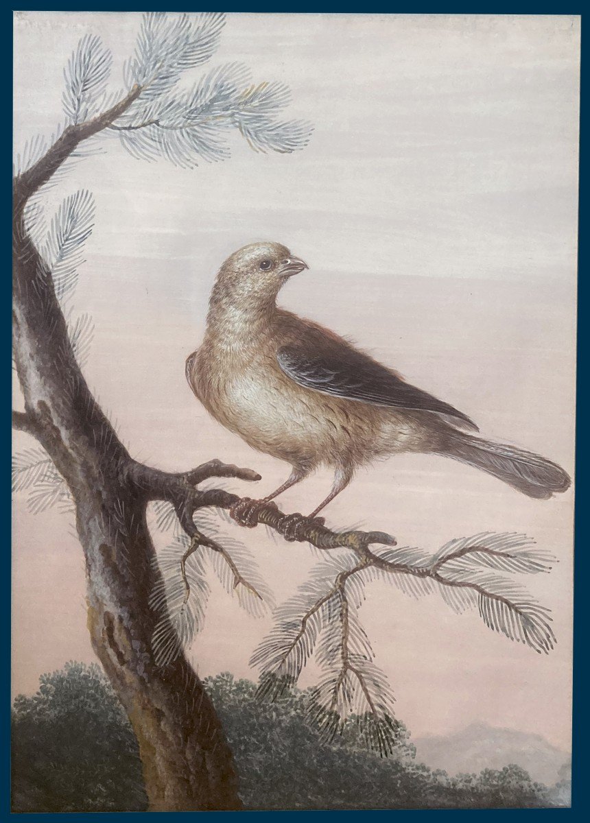 Agricola Christoph Ludwig (1667-1719) "bird On A Branch" Gouache On Vellum, 19th Century Frame