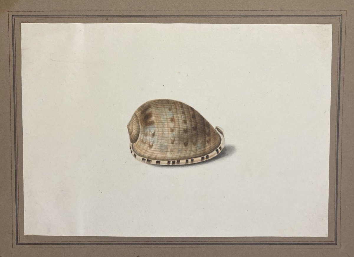 ECOLE FRANCAISE VERS 1830 "Coquillage" Dessin à l'aquarelle, Provient d'un Album Amicorum