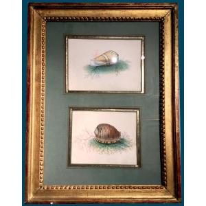 French School 19th Century-circa 1830 "shells" 2 Watercolors In 1 Same Montage, Late 18th Century Frame