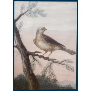 Agricola Christoph Ludwig (1667-1719) "bird On A Branch" Gouache On Vellum, 19th Century Frame