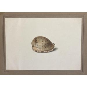 French School Circa 1830 "shell" Watercolor Drawing, From An Amicorum Album