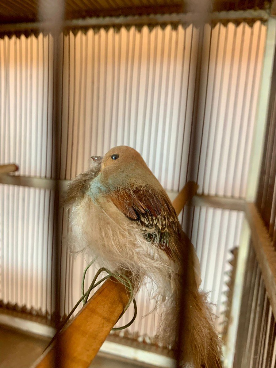 Cage à Oiseaux - Vers 1900-photo-2