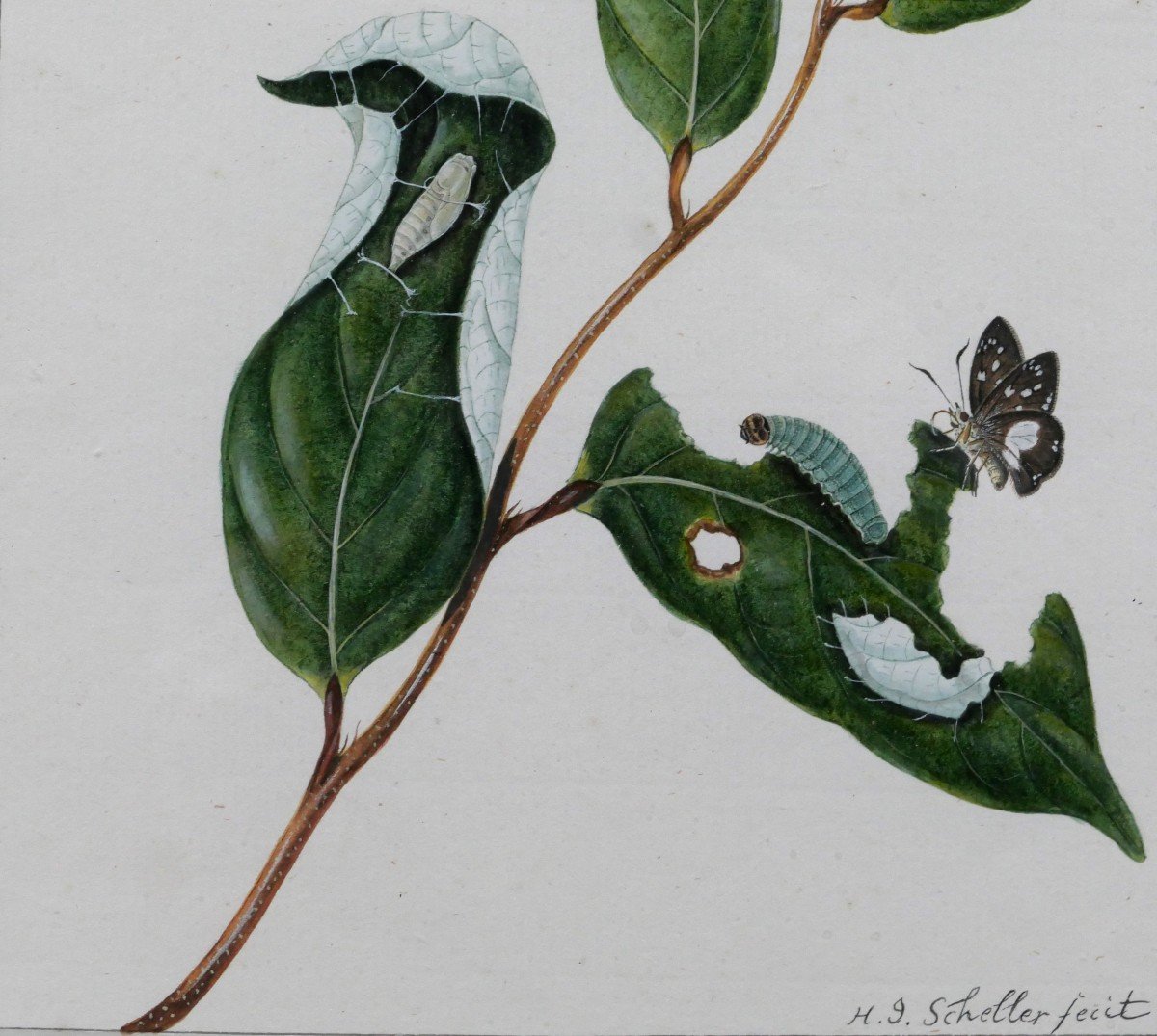 H. J. SCHELLER 18e-19e siècle Études sur les papillons, dessin, 1794-photo-5