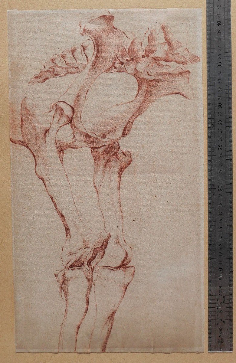 French School Circa 1790-1800 Study Of A Horse Skeleton, Drawing-photo-3