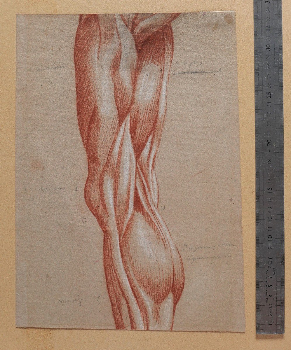 Ecole française fin 18e siècle, étude des muscles de la jambe, dessin-photo-3