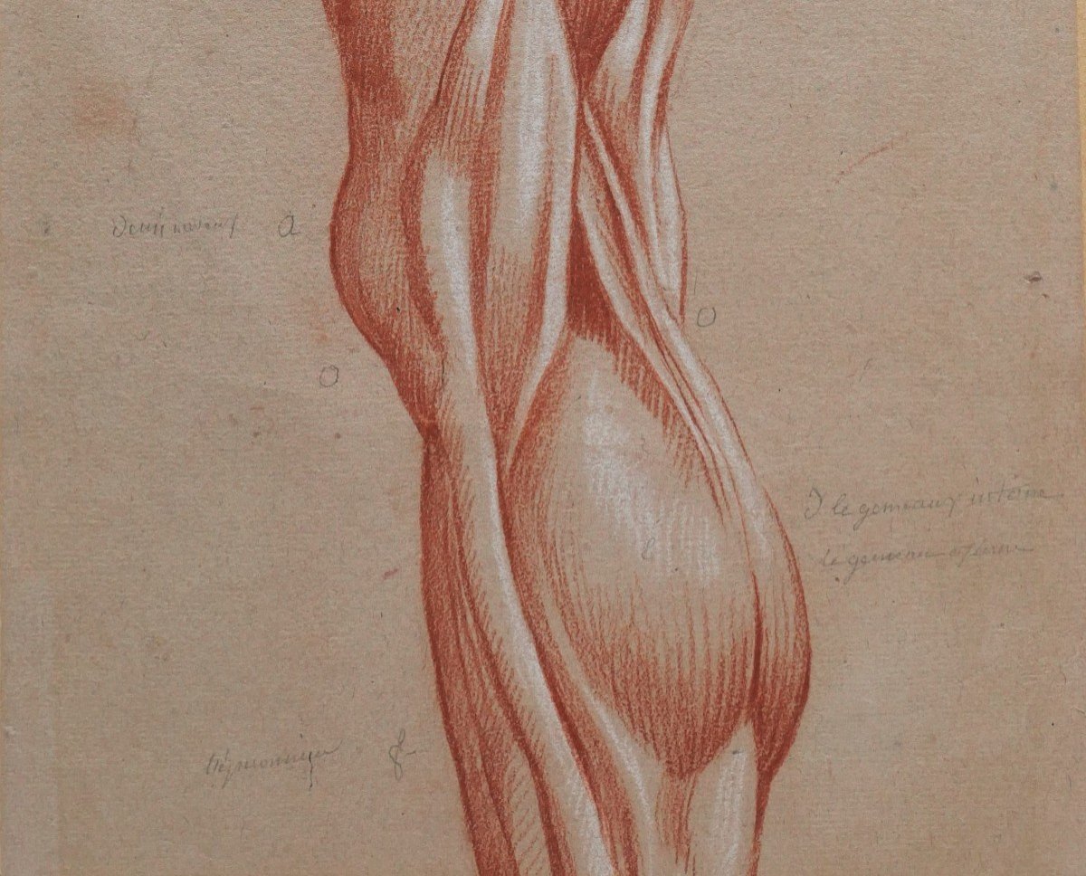 Ecole française fin 18e siècle, étude des muscles de la jambe, dessin-photo-1