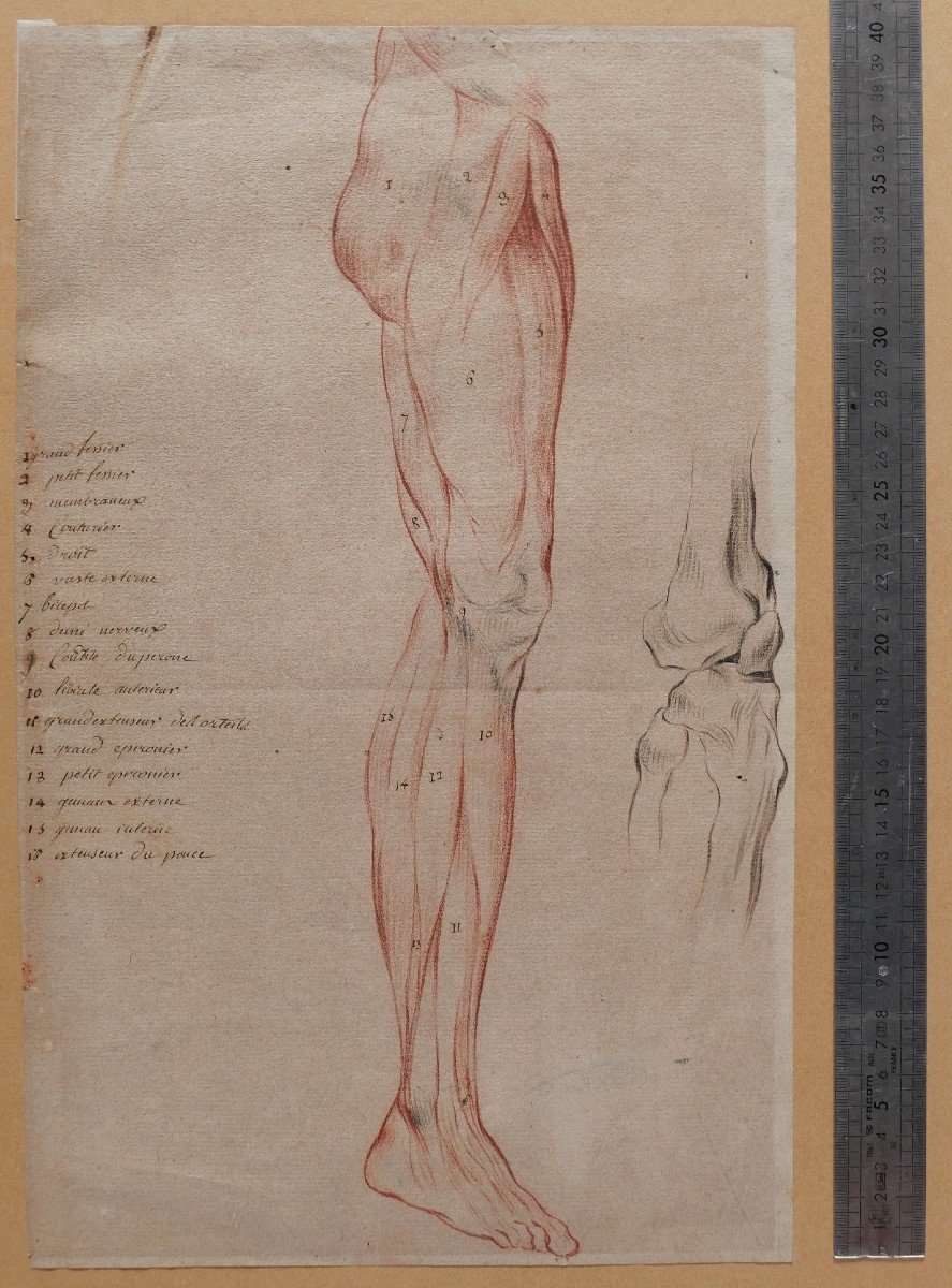 Ecole française fin 18e siècle, étude des muscles de la jambe, dessin-photo-3