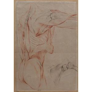 French School Circa 1790-1800, Study Of The Muscles Of The Body, Drawing