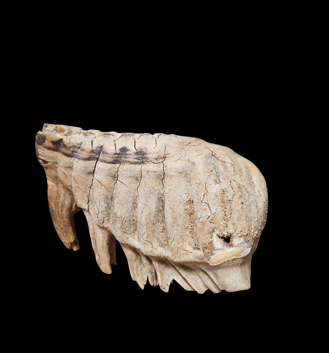 Molar Of Mammuthus Primigenius, Dating From The Pleistocene, 40,000 And 10,000 Years Bce-photo-3