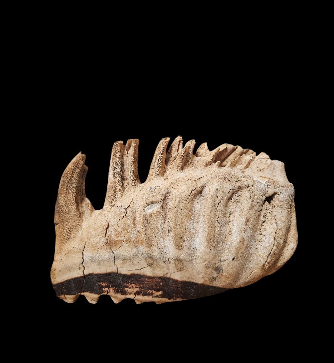 Molar Of Mammuthus Primigenius, Dating From The Pleistocene, 40,000 And 10,000 Years Bce-photo-4