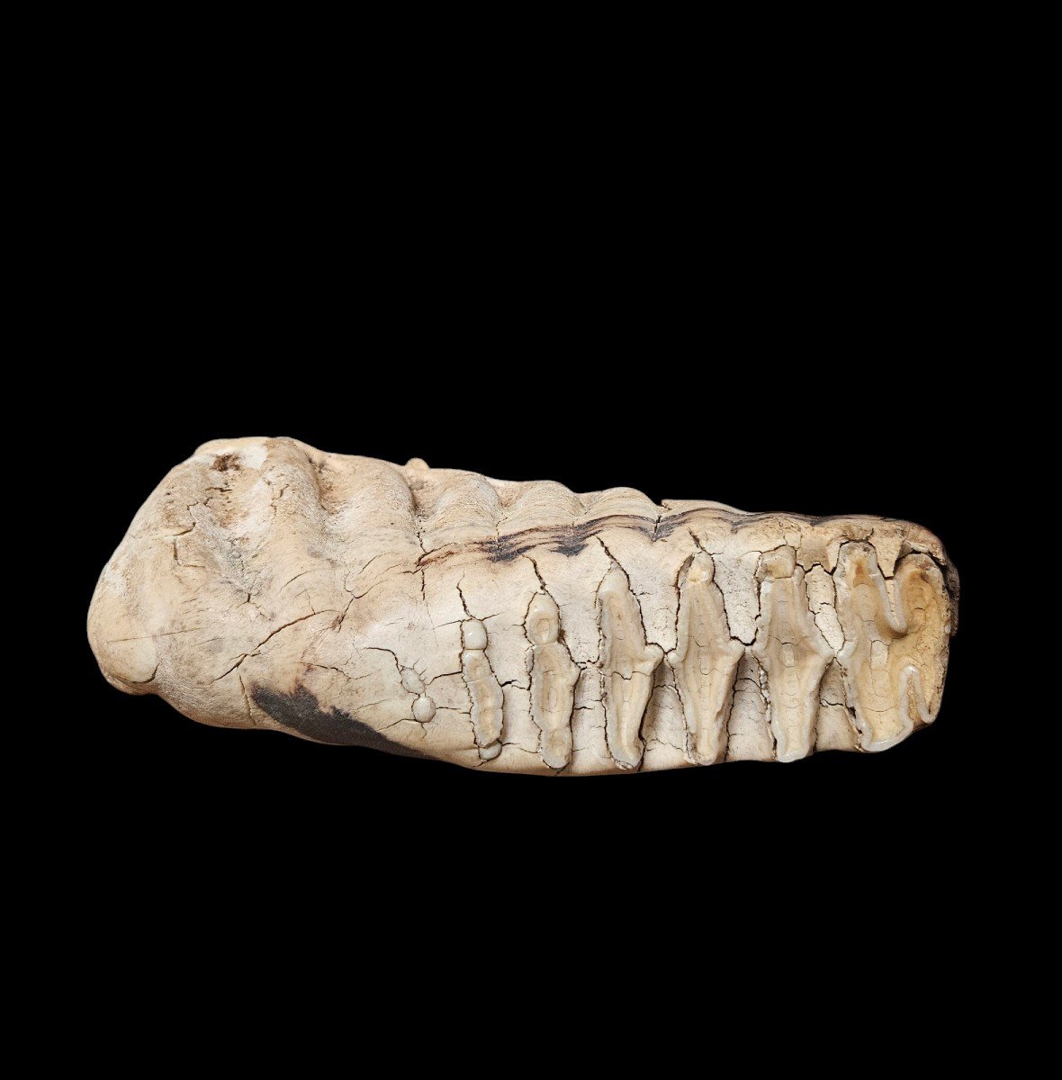 Molar Of Mammuthus Primigenius, Dating From The Pleistocene, 40,000 And 10,000 Years Bce-photo-1