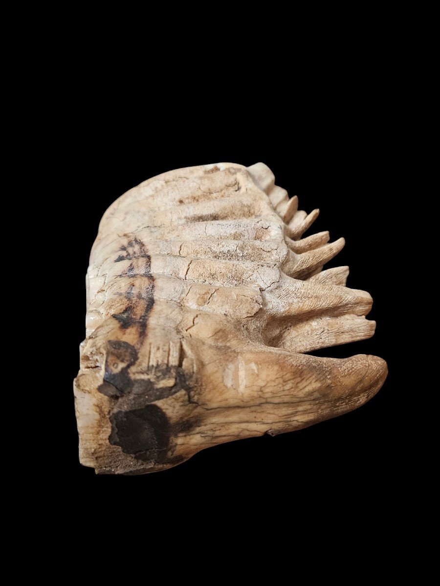 Molar Of Mammuthus Primigenius, Dating From The Pleistocene, 40,000 And 10,000 Years Bce-photo-2