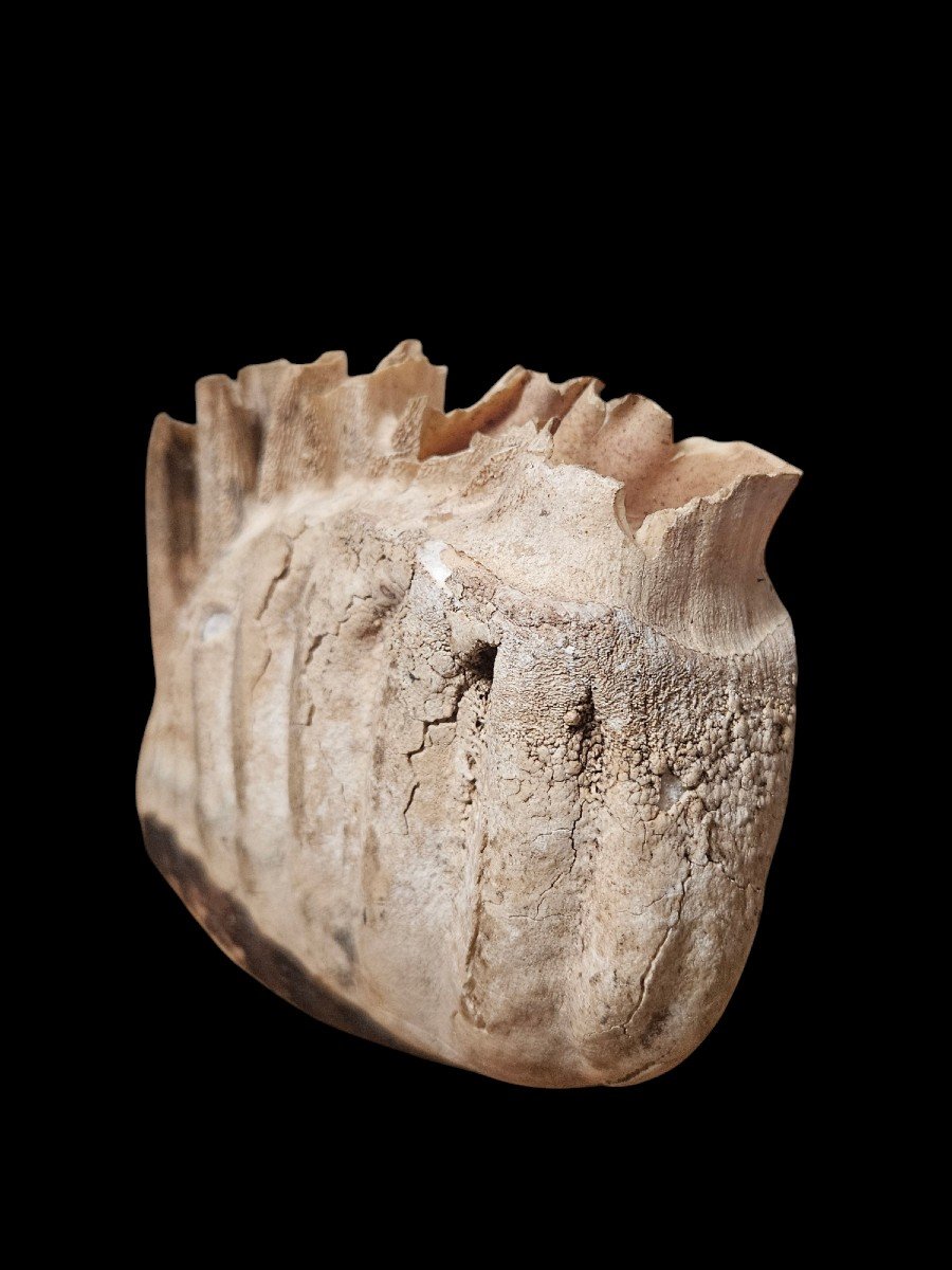 Molar Of Mammuthus Primigenius, Dating From The Pleistocene, 40,000 And 10,000 Years Bce-photo-3