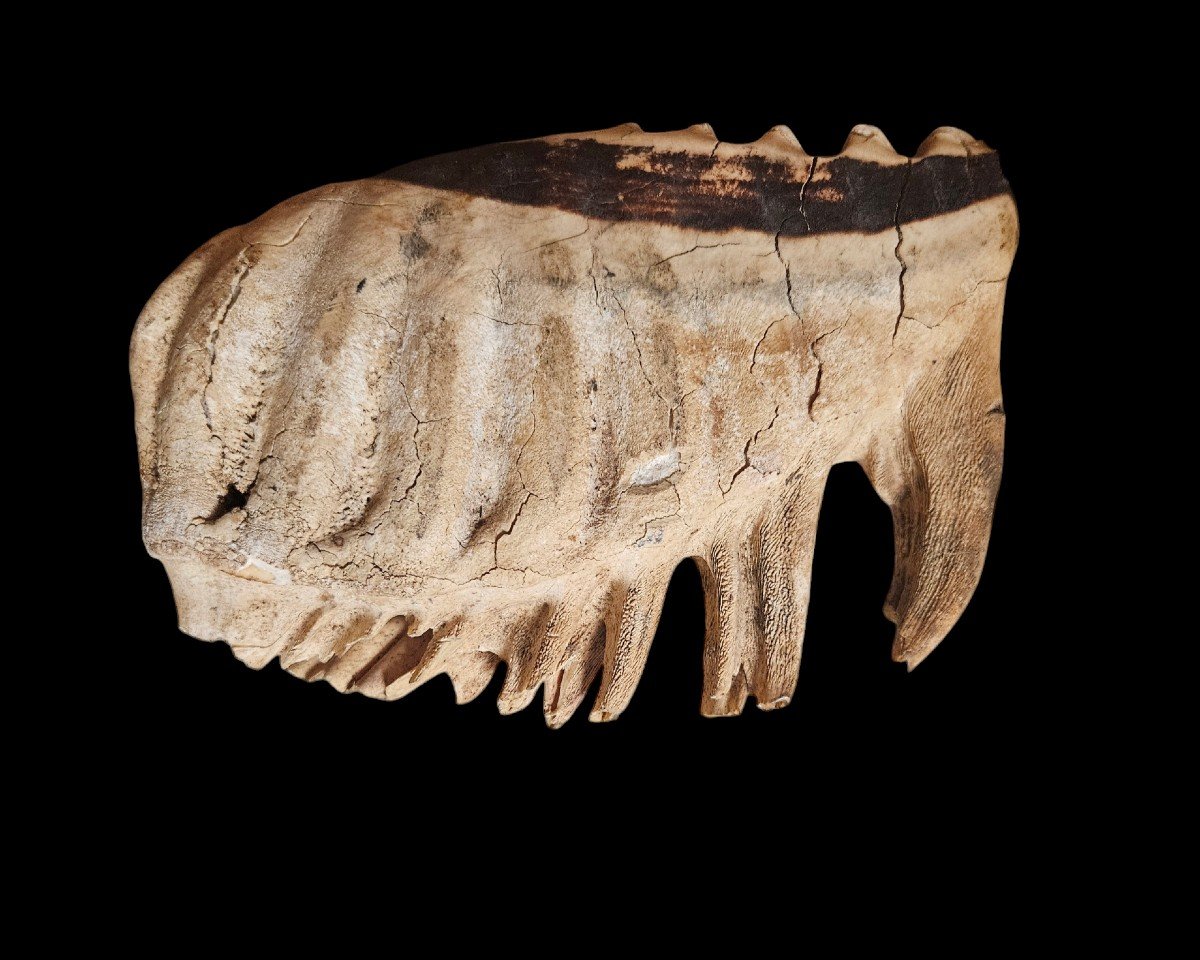 Molar Of Mammuthus Primigenius, Dating From The Pleistocene, 40,000 And 10,000 Years Bce