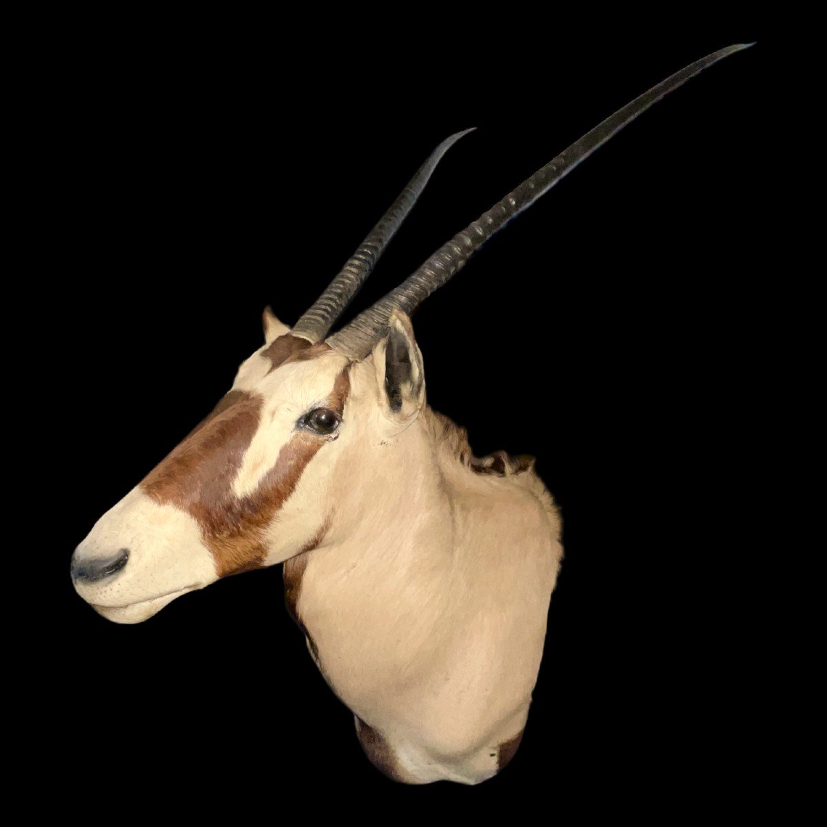 Oryx (138cm) Antelope / Gazelle Hunting Trophy, Cape Head, Taxidermy-photo-2