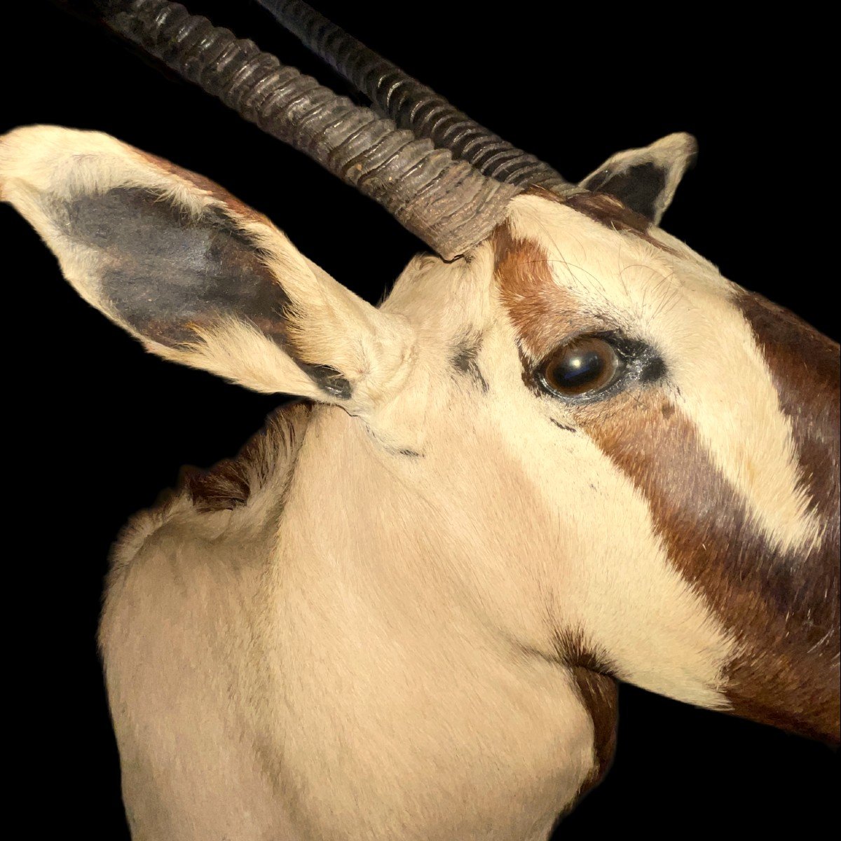 Oryx (138cm) Antelope / Gazelle Hunting Trophy, Cape Head, Taxidermy-photo-4