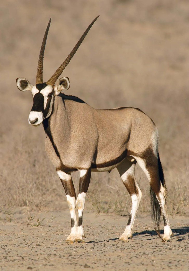 Oryx (138cm) Antelope / Gazelle Hunting Trophy, Cape Head, Taxidermy-photo-3