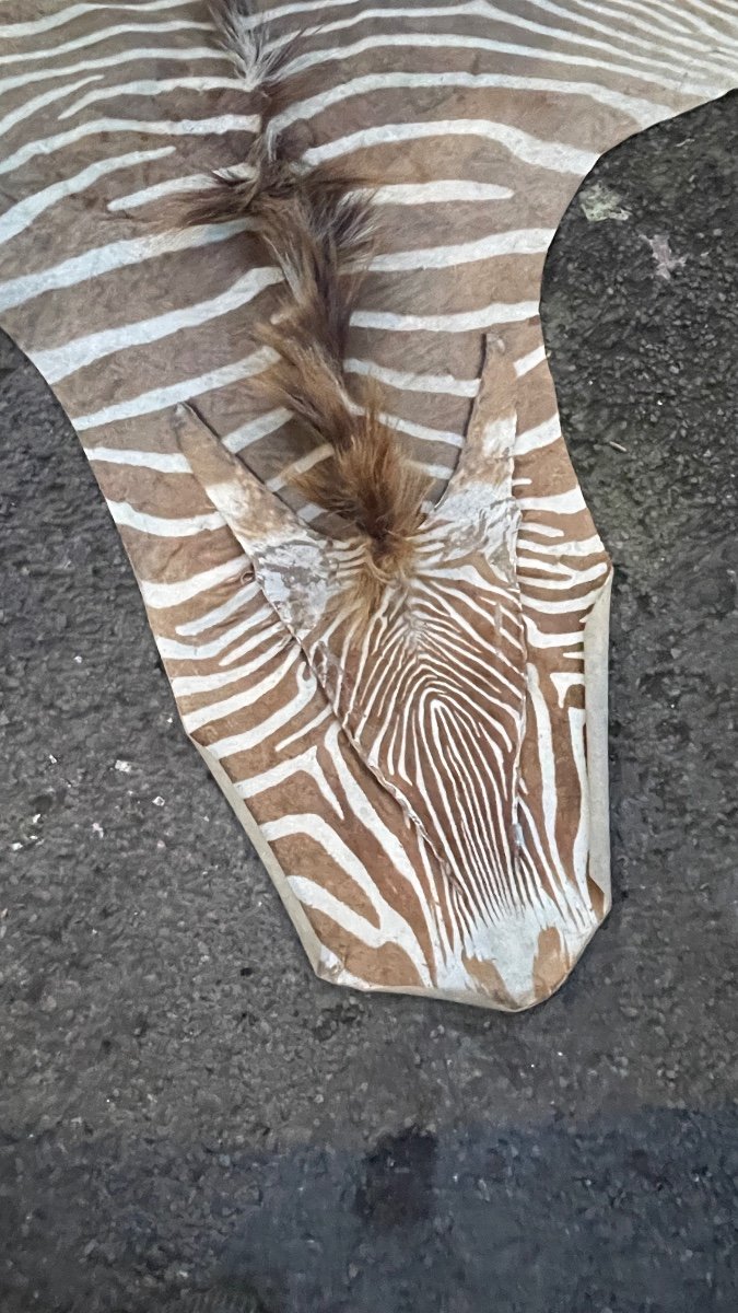 Zebra Skin, Floor Rug / Wall Tapestry, Ca 1950-photo-3