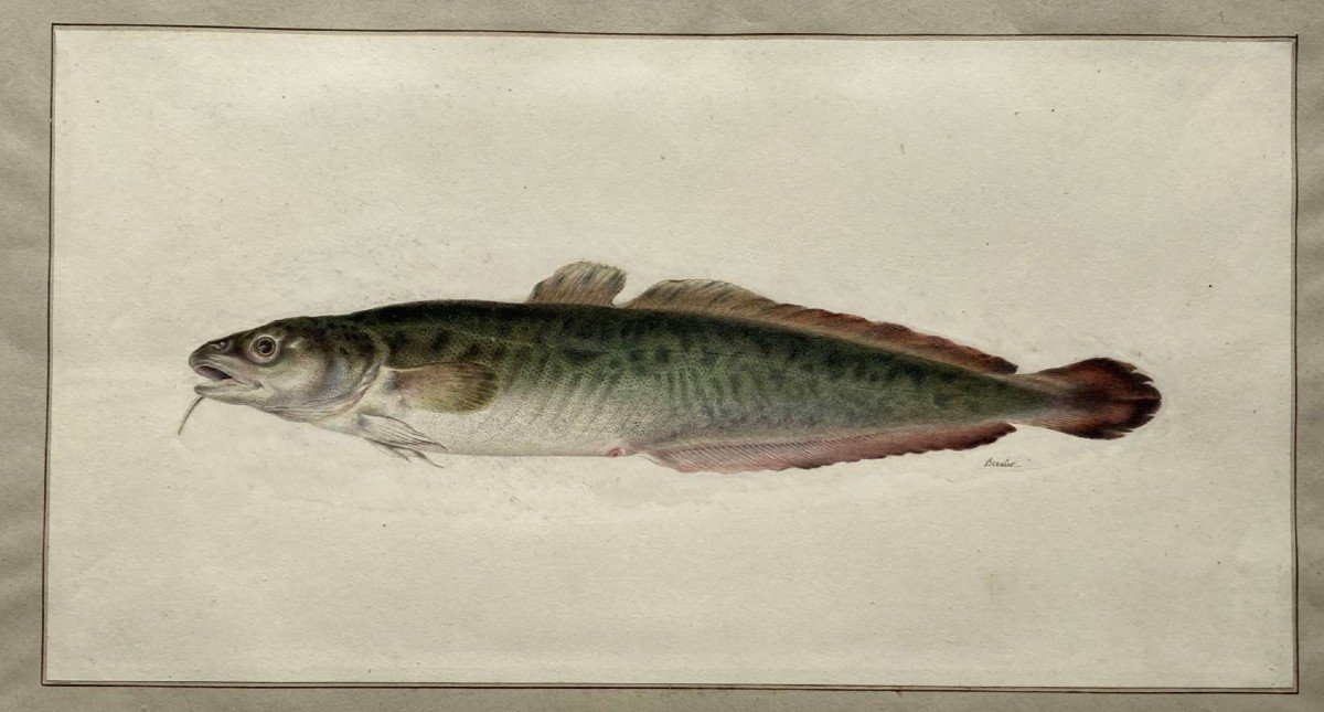 Watercolor By Antoine Germain Bevalet (1779-1850), Study Of Fish.-photo-2