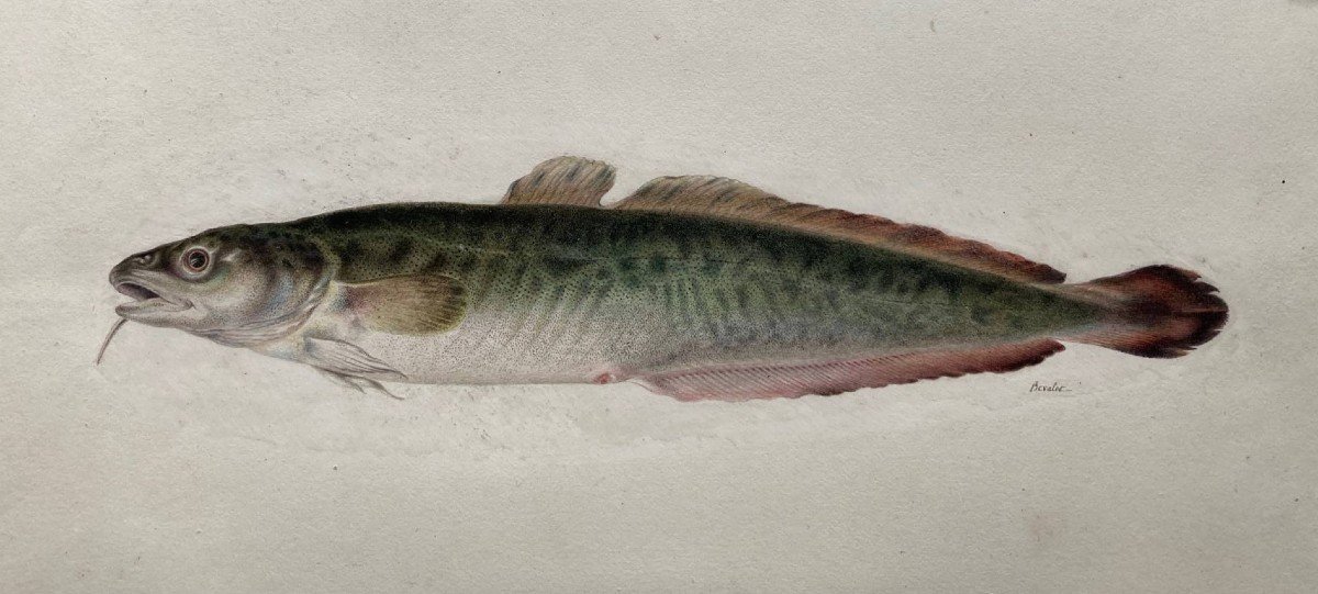 Watercolor By Antoine Germain Bevalet (1779-1850), Study Of Fish.