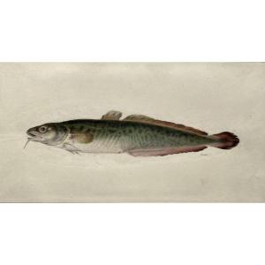 Watercolor By Antoine Germain Bevalet (1779-1850), Study Of Fish.