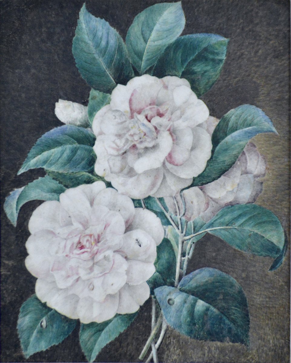 Cv Van Spaendonck 1756-1840. (attributed To.) Dutch School. "roses With Foliage."-photo-3