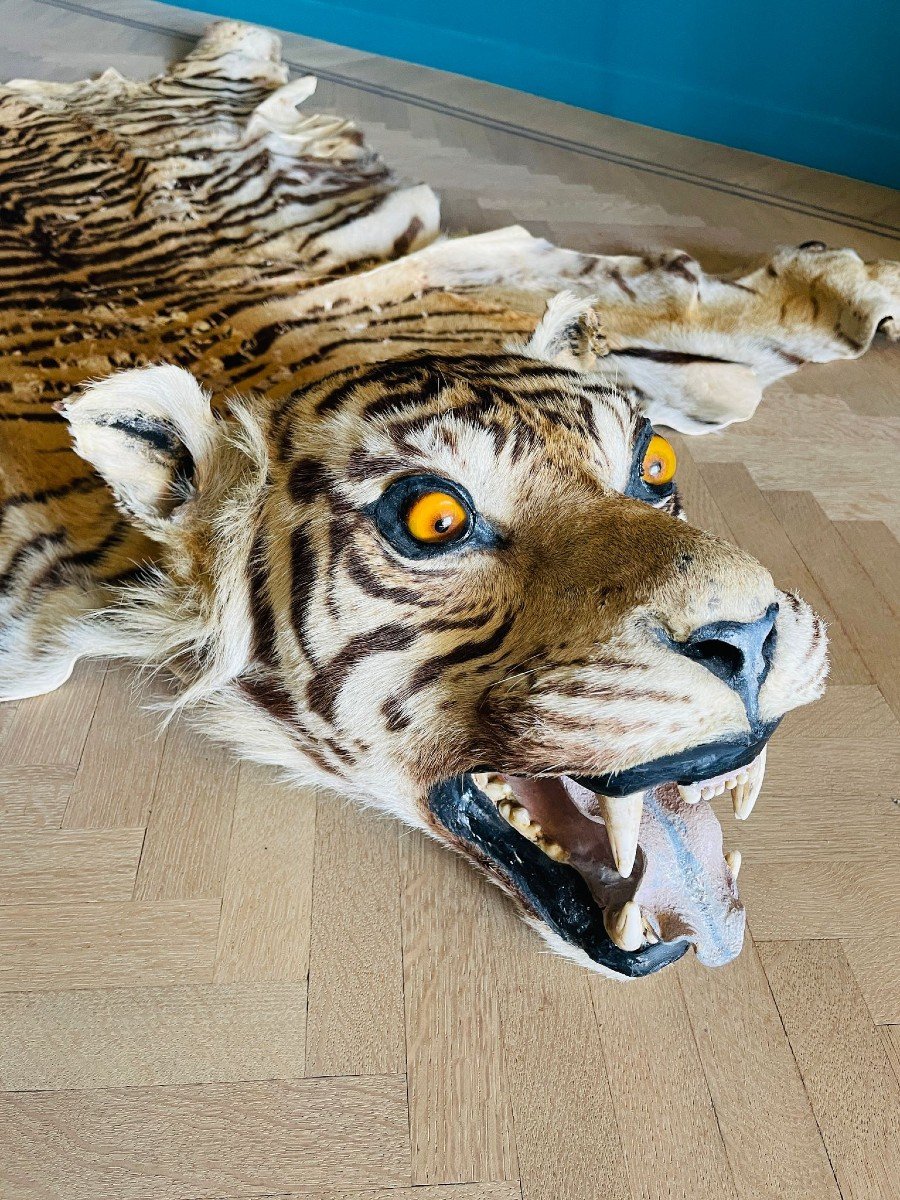 Siberian Tiger Skin Pre-convention With Cites-photo-2