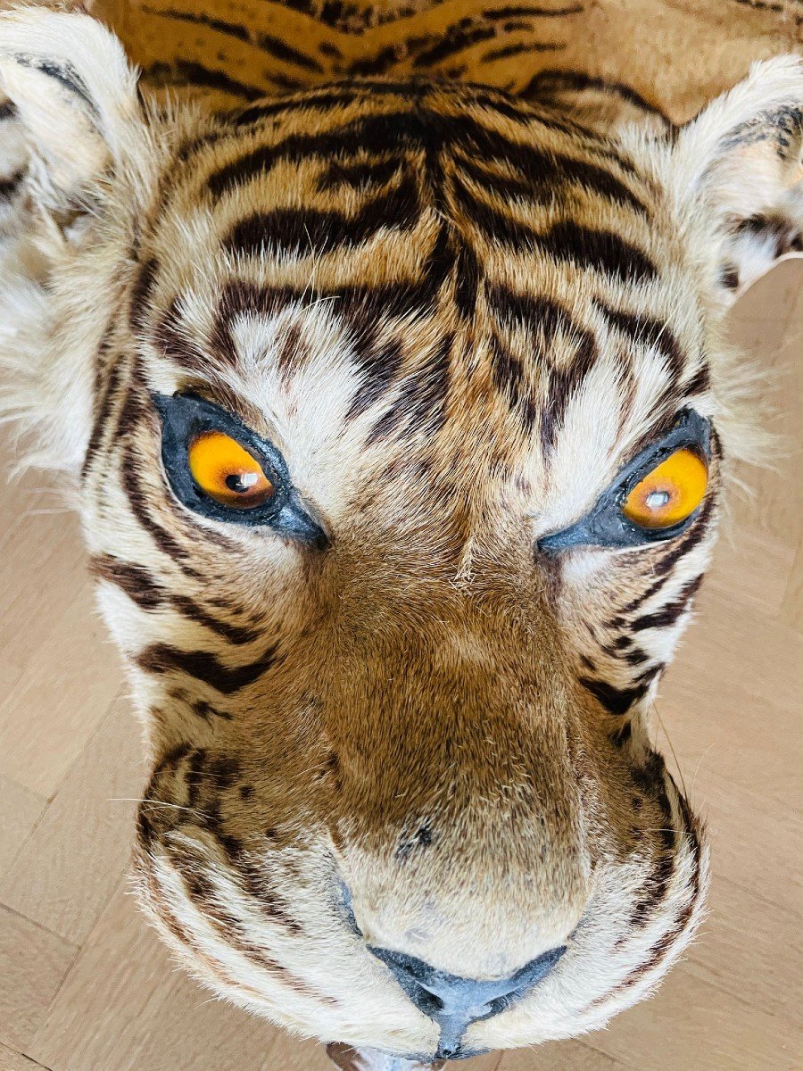 Siberian Tiger Skin Pre-convention With Cites-photo-3