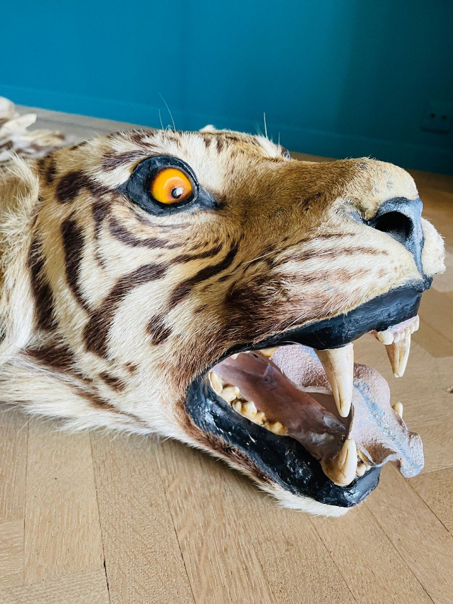 Siberian Tiger Skin Pre-convention With Cites-photo-4