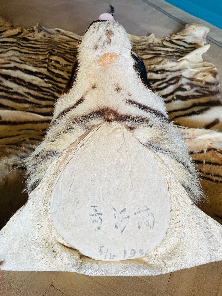 Siberian Tiger Skin Pre-convention With Cites-photo-3