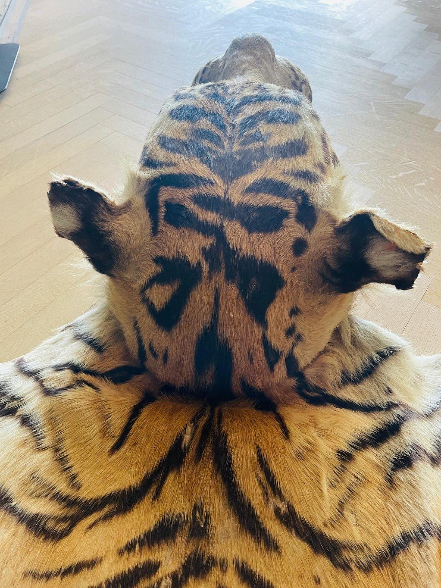 Siberian Tiger Skin Pre-convention With Cites-photo-7