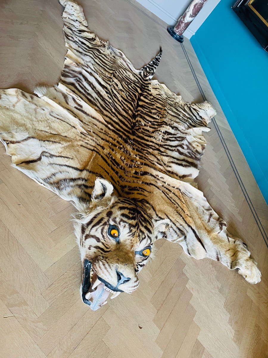 Siberian Tiger Skin Pre-convention With Cites