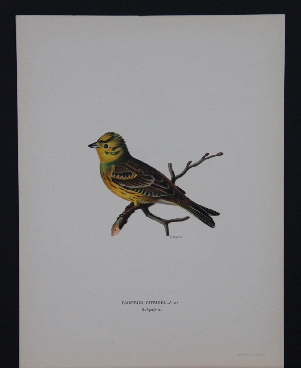 4 Lithographs In Colors Birds-photo-2