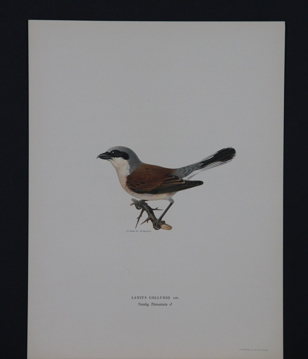 4 Lithographs In Colors Birds-photo-3