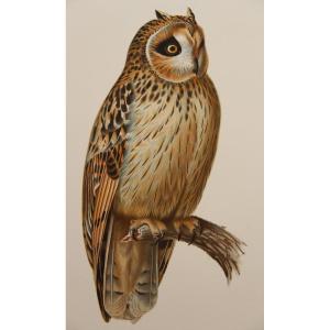 4 Color Lithographs Of Owls