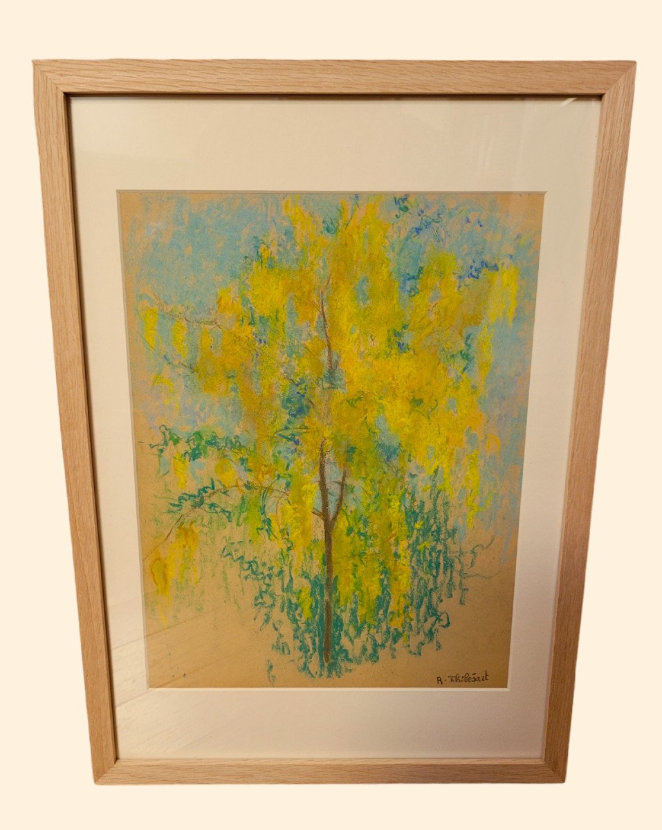 Raymond Thibésart (1874-1968) - Mimosa In Bloom - Pastel - Framed - Signed-photo-2