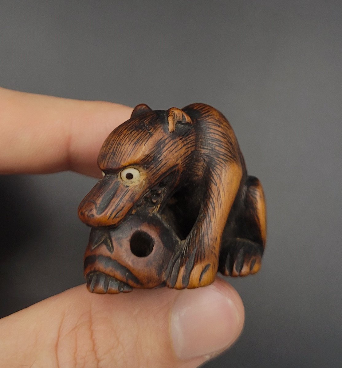 Netsuke - Loup Au Crâne - XIXème - Bois 