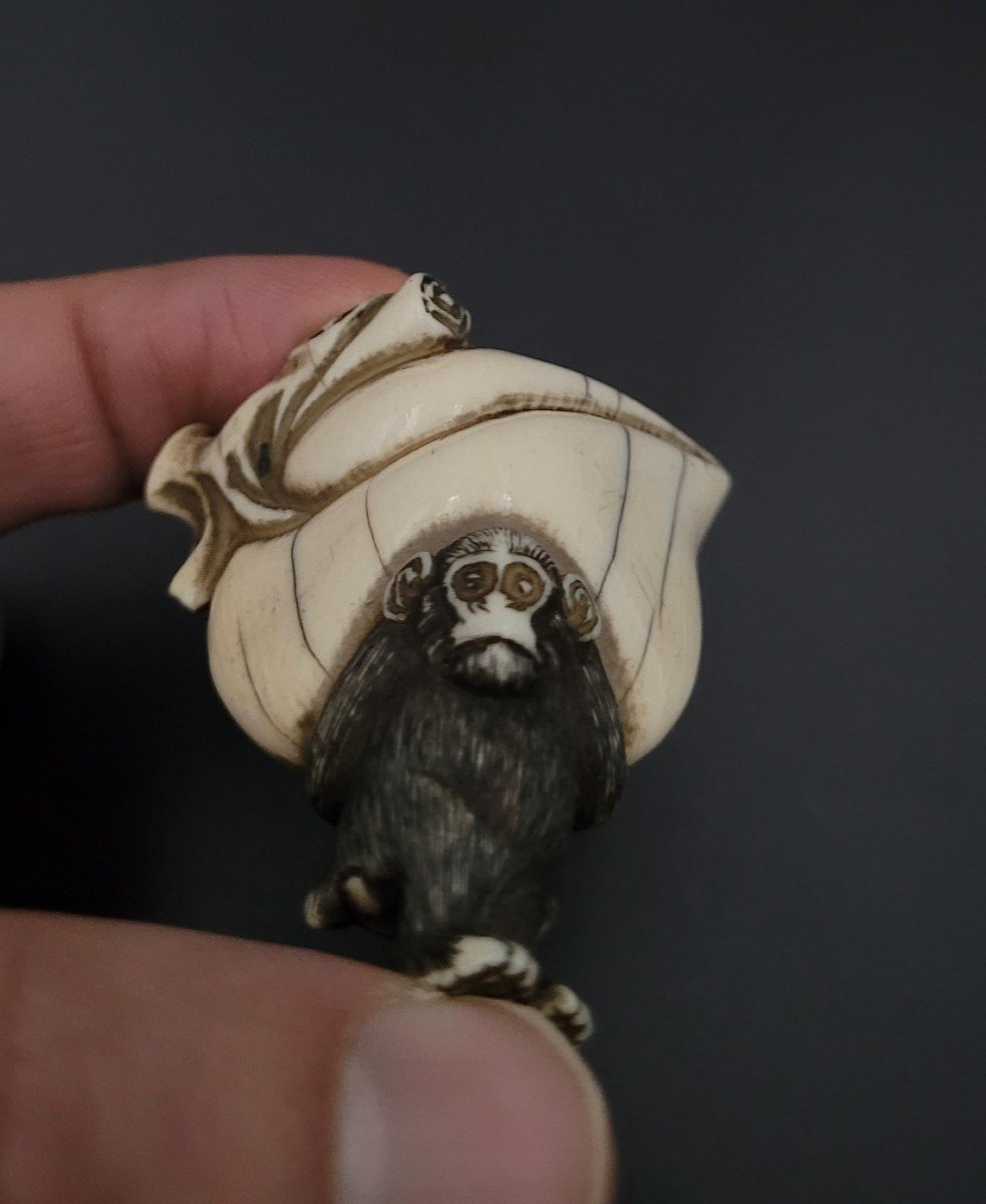 Netsuke - Singe Soutenant Une Pêche Géante - Ivoire - Ere Meiji-photo-2