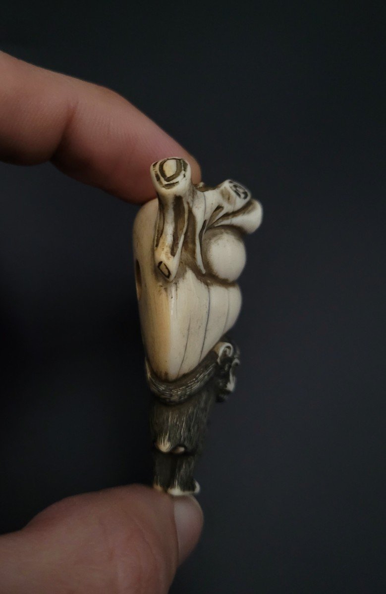 Netsuke - Singe Soutenant Une Pêche Géante - Ivoire - Ere Meiji-photo-3