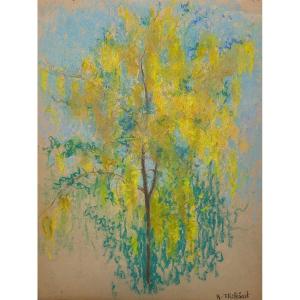 Raymond Thibésart (1874-1968) - Mimosa En Fleur - Pastel - Encadré - Signé